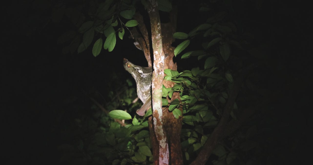 Bako Nationalpark Nachttour: Flughund