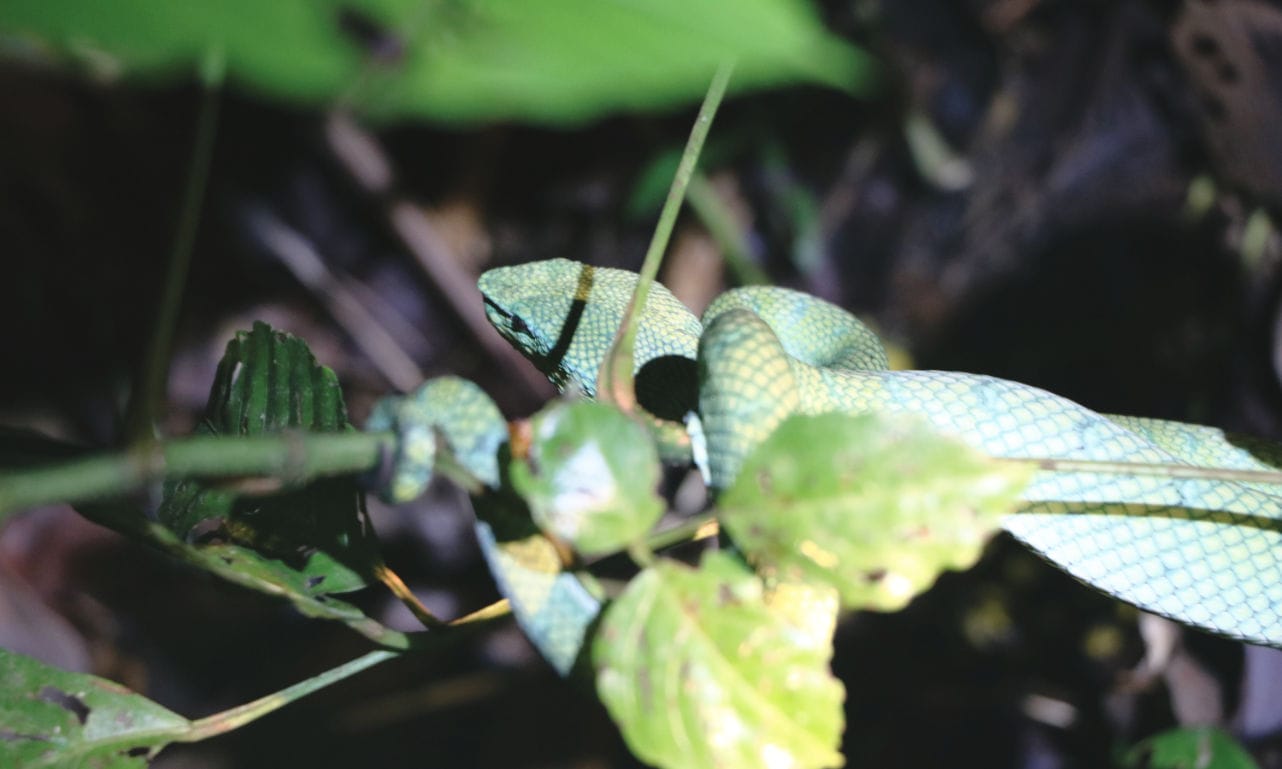 Bako Nationalpark Nachttour: Grüne Buschviper