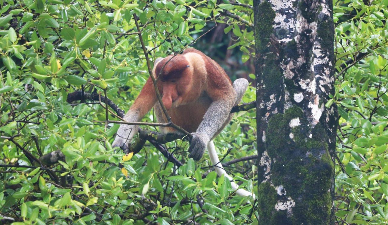 Bako Nationalpark: Nasenaffe im Baum