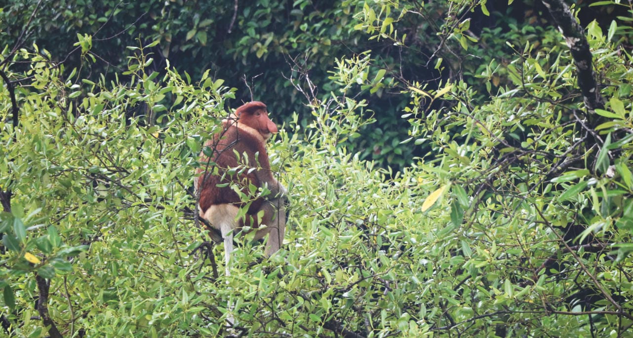 Bako Nationalpark: Nasenaffe im Baum