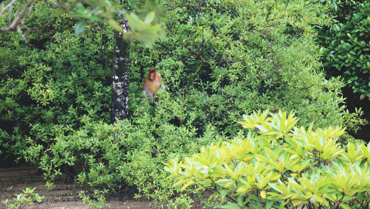 Bako Nationalpark: Nasenaffe