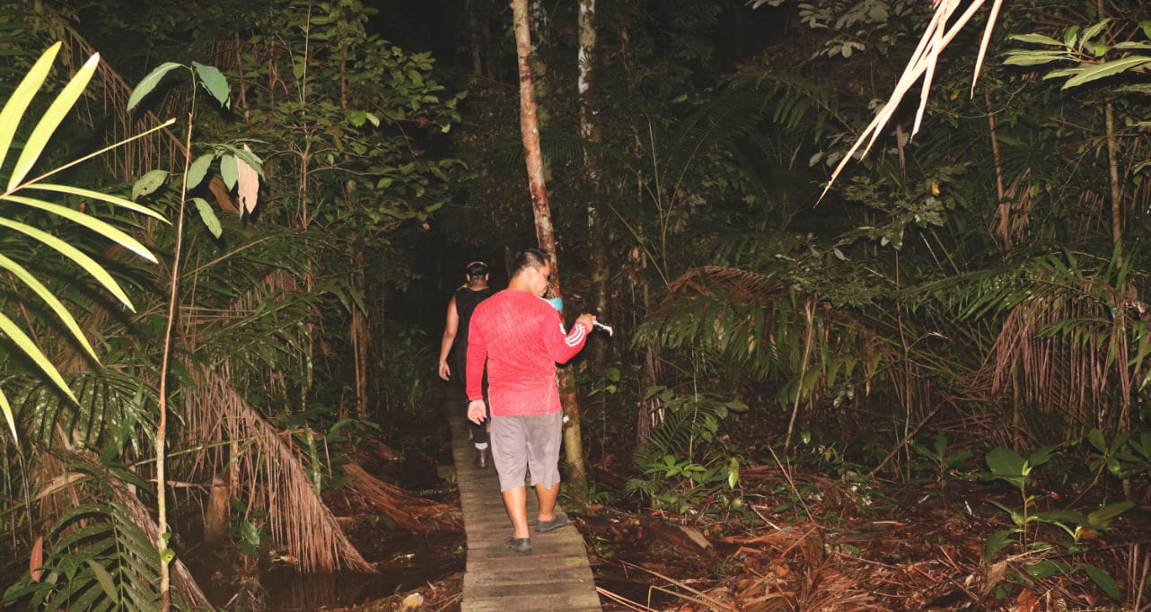 Bako Nationalpark: Nachts im Regenwald