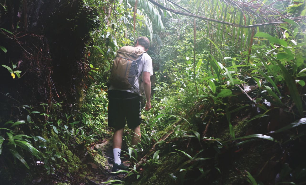 Bako Nationalpark: Regenwald