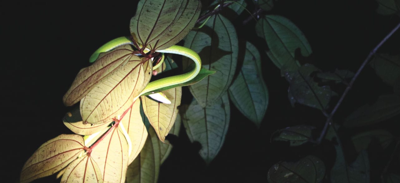 Bako Nationalpark: Nightwalk