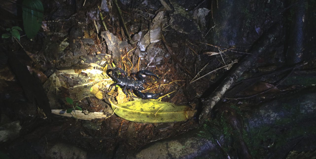 Bako Nationalpark Nachttour: Skorpion