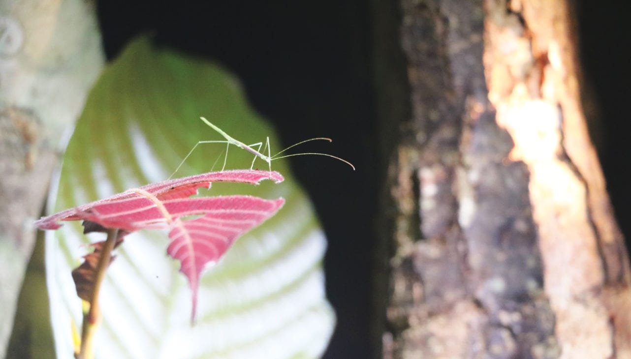 Bako Nationalpark Nachttour: Stabinsekt