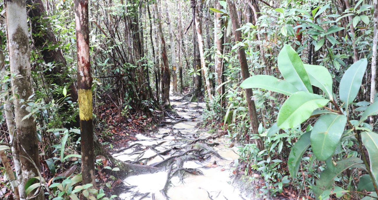 Bako Nationalpark: Weg