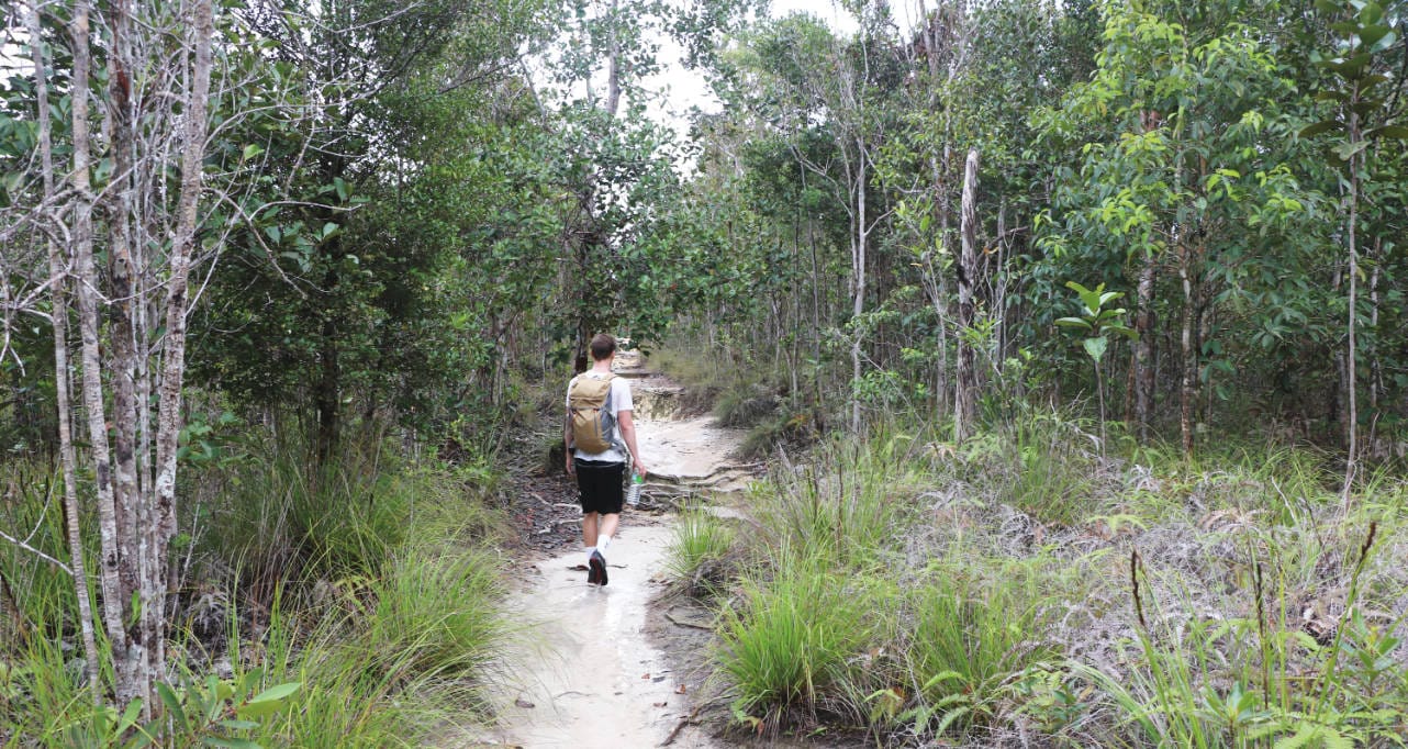 Bako Nationalpark: Trail