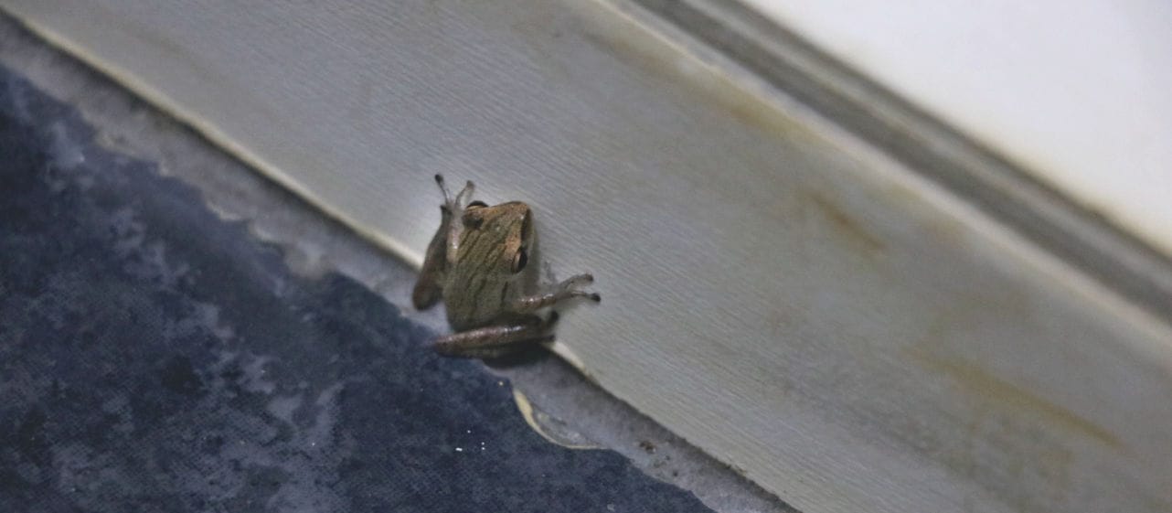 Borneo Bako Nationalpark: kleinster Frosch