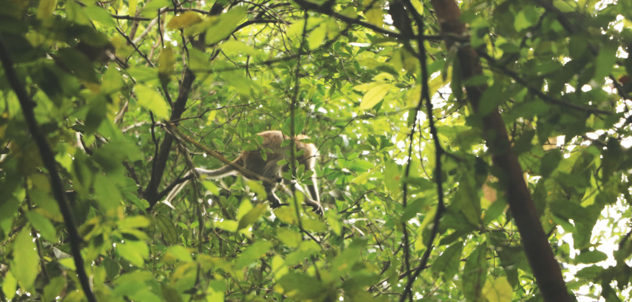 Penang Nationalpark - Affe Penang Nationalpark - Affe