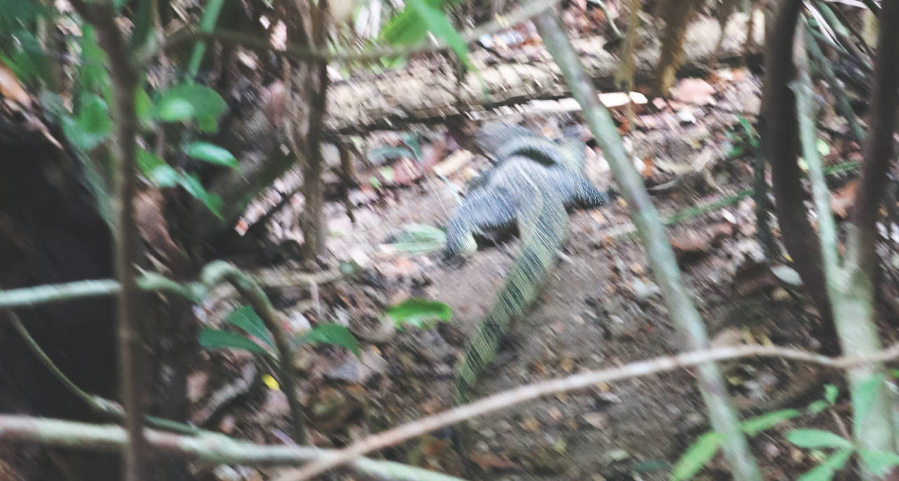 Penang Nationalpark - Waran Penang Nationalpark - Waran