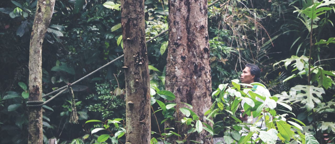 Mitarbeiter im Semenggoh ruft Orang Utan