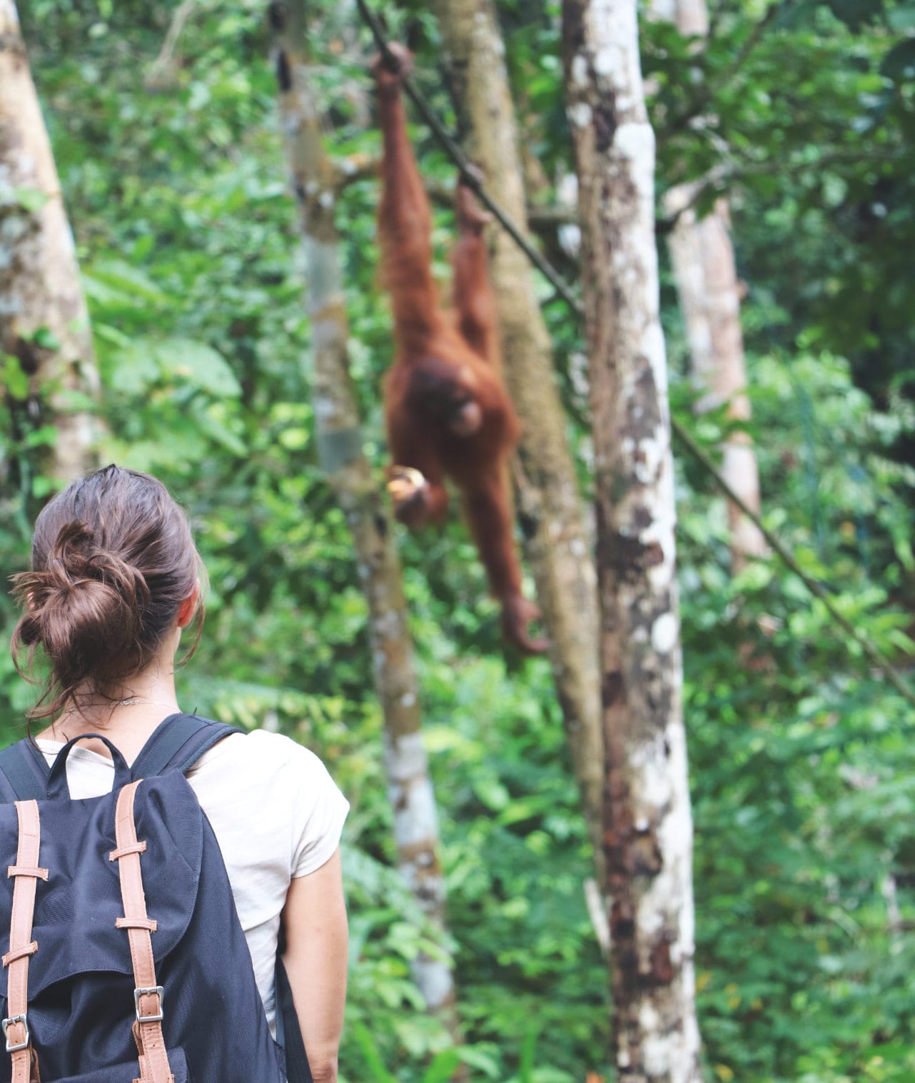 Orang Utans in Semenggoh Orang Utans in Semenggoh