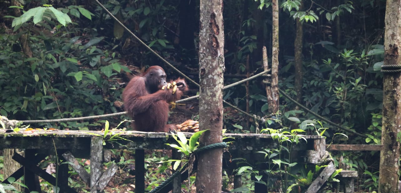 Reisebericht: Orang Utan bei der Fütterungszeit