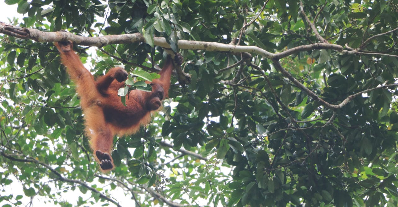 Orang Utan in Semengogh auf Borneo
