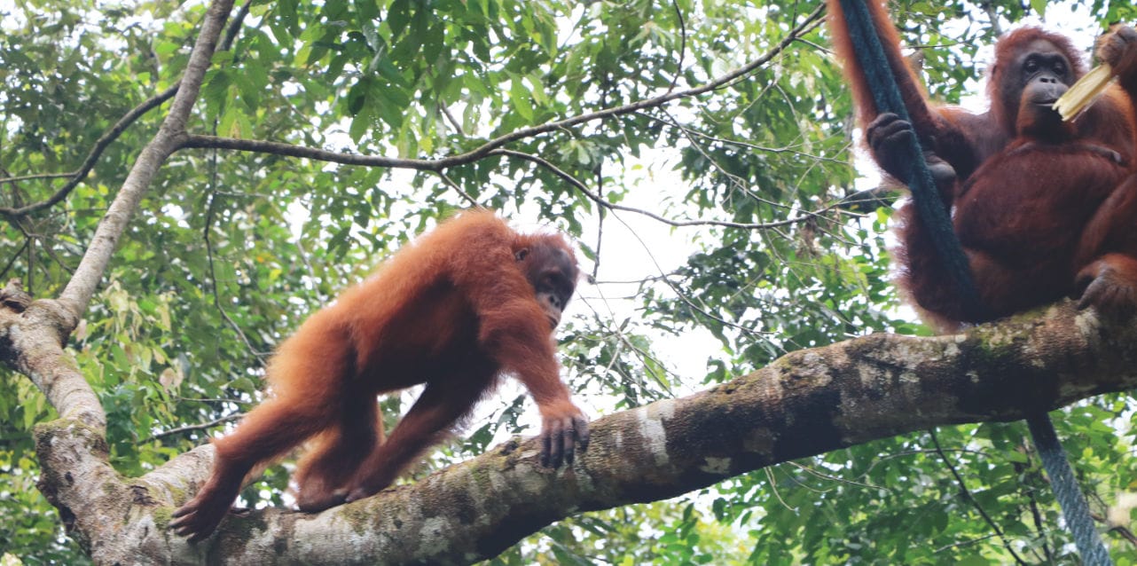 Orang Utans in Malaysia