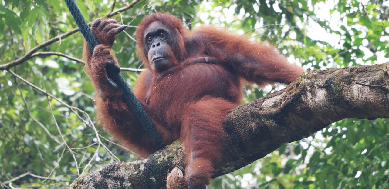 Orang Utans in Semenggoh auf Borneo