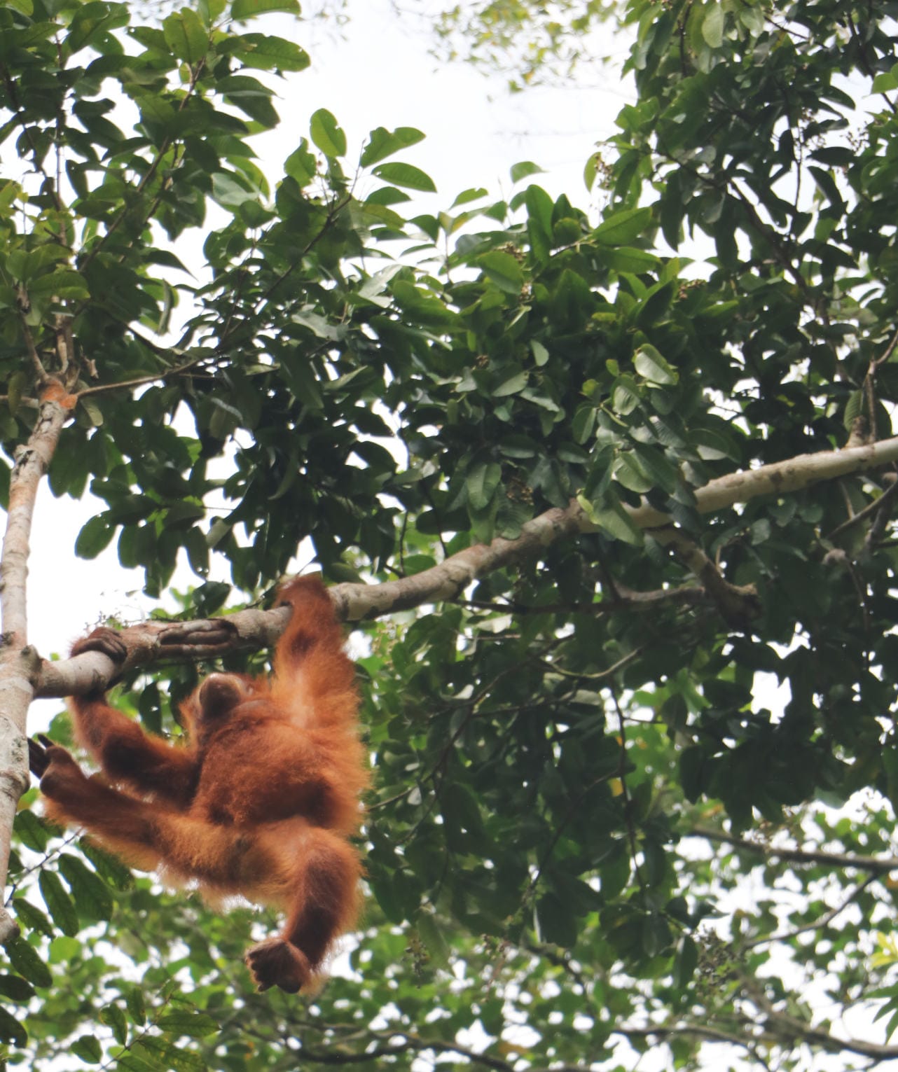 Orang Utans in Semenggoh
