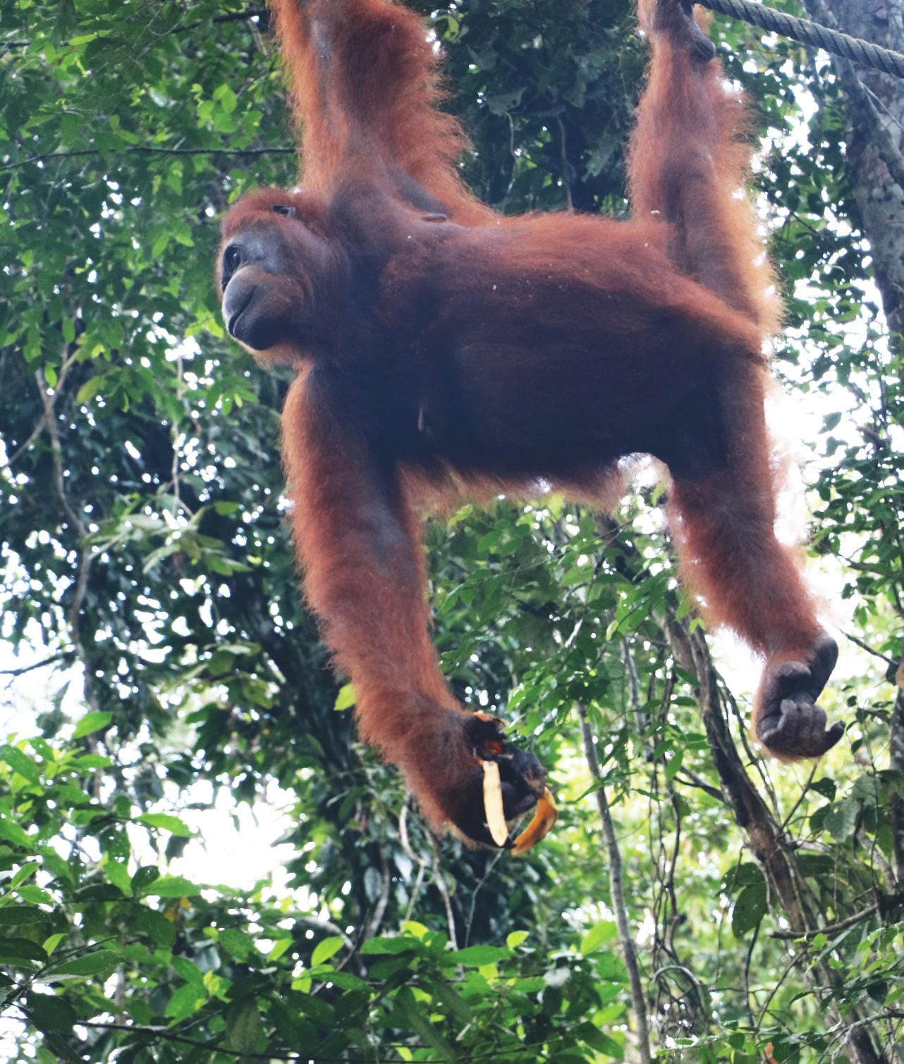 Orang Utans auf Borneo