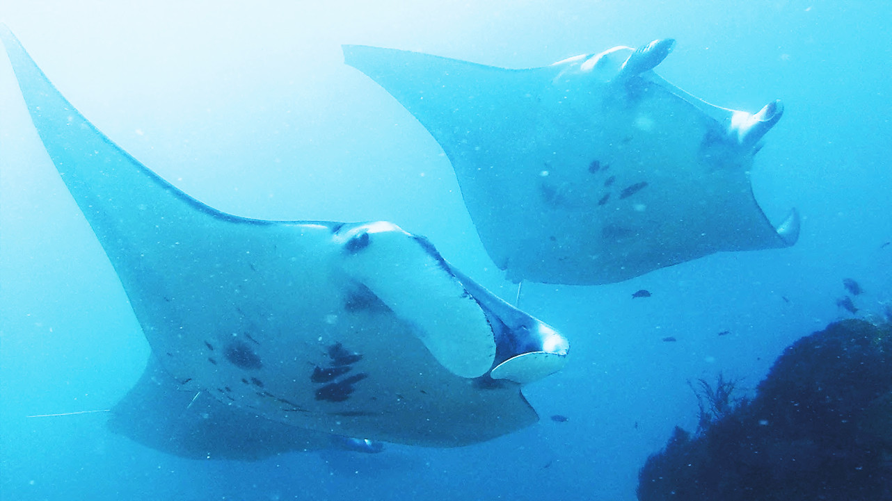 Tauchschein in Indonesien mit Mantarochen