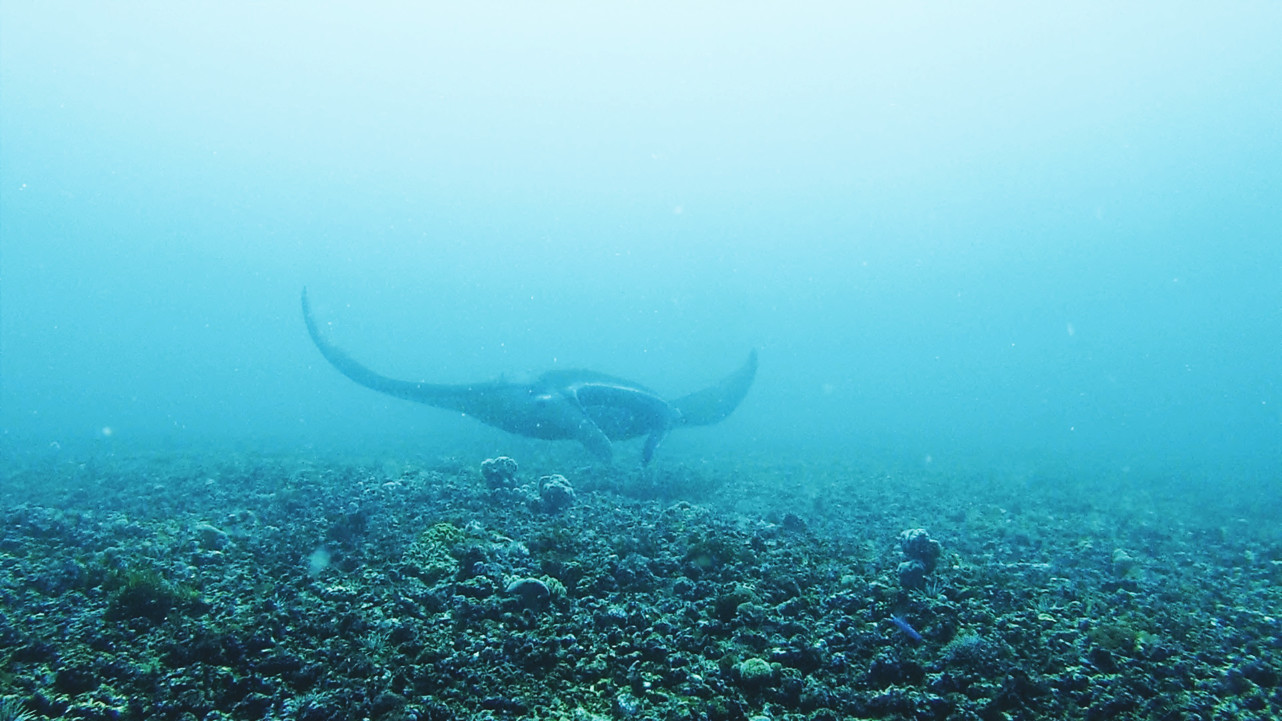 Tauchschein auf Komodo: Mantarochen