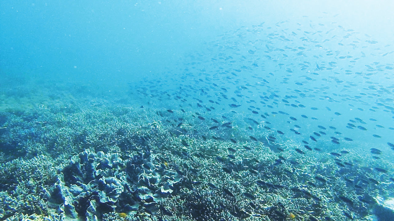 Tauchschein auf Komodo: Reisebericht