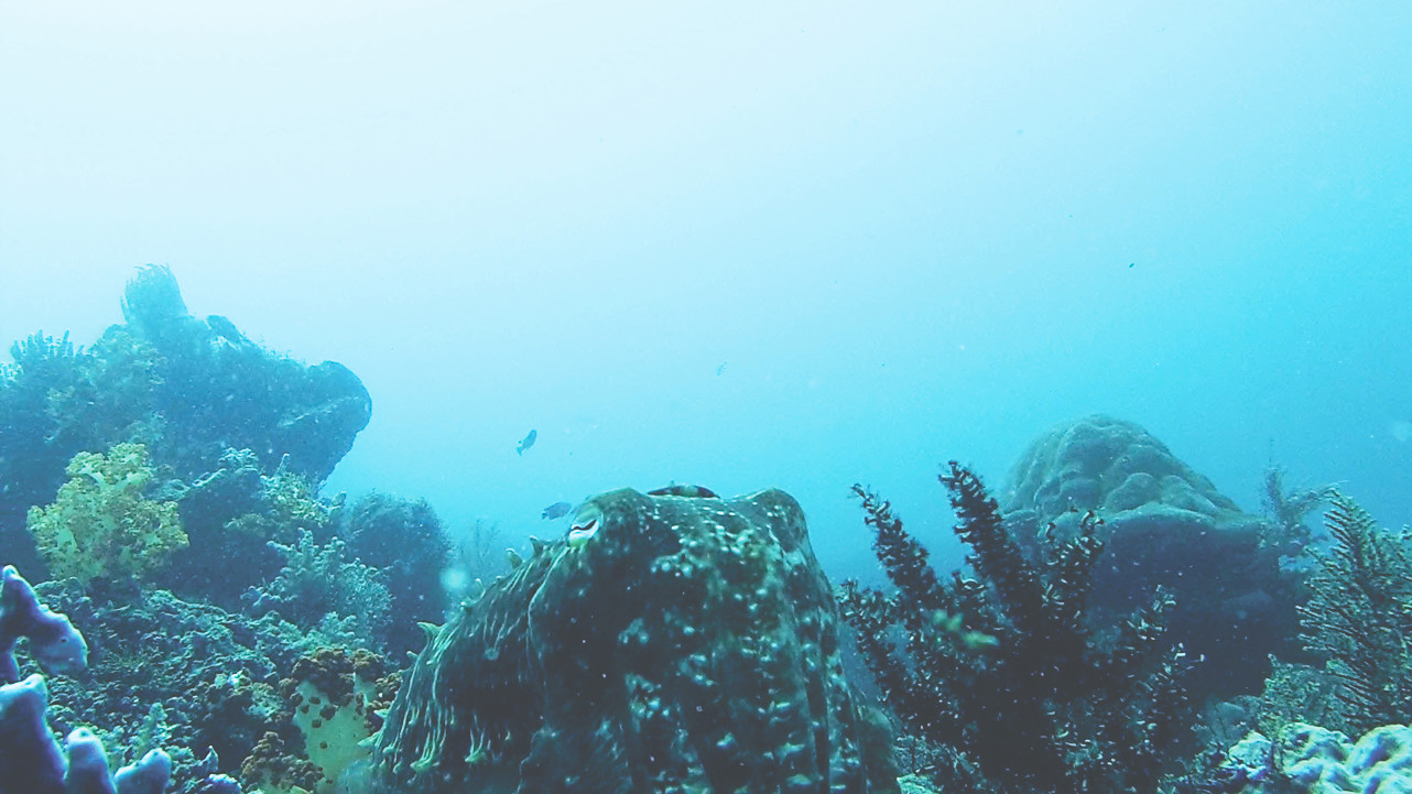 Tauchschein mit Manta Rhei: Oktopus