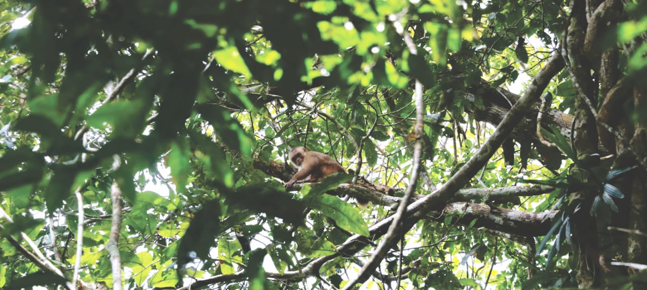 Affenbande im Amazonas Regenwald
