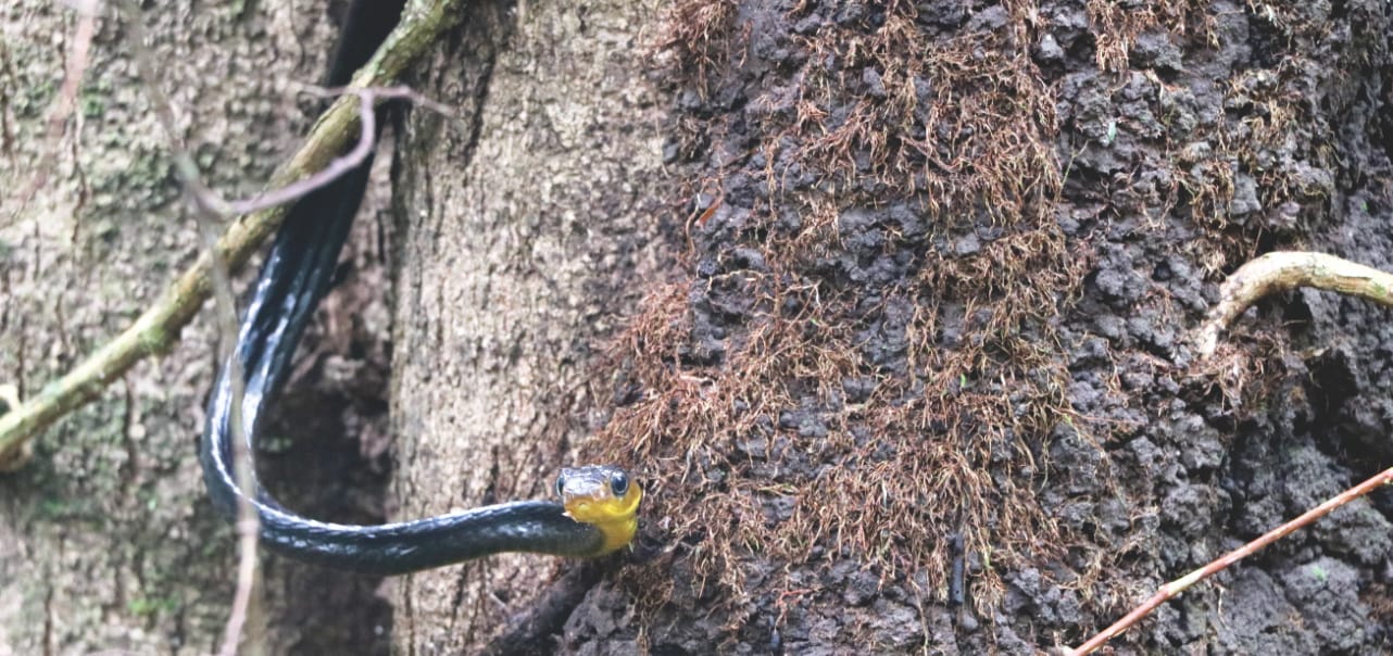 Giftige Schlange im Amazonas-Regenwald