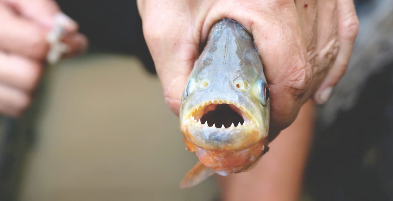 Tapiche Reserve: Piranha angeln
