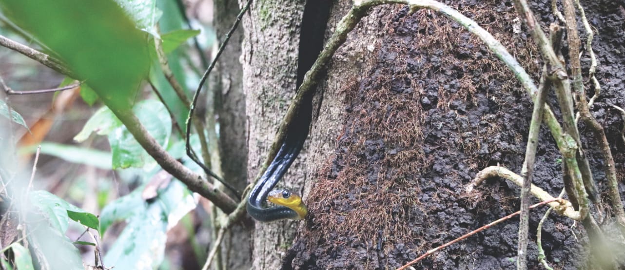 Amazonas Tour: Giftige Schlange