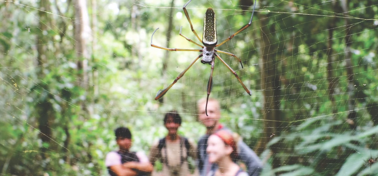 Reisebericht - Amazonas Regenwald: Spinne