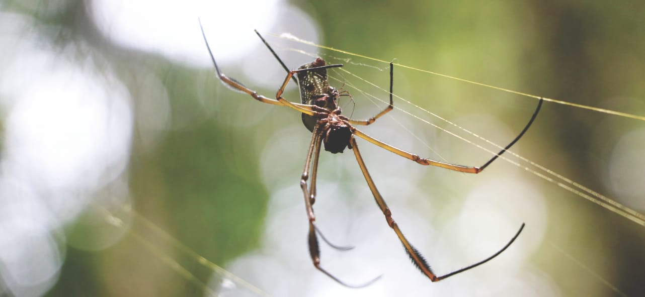 Amazonas Regenwald: Spinne mit Baby