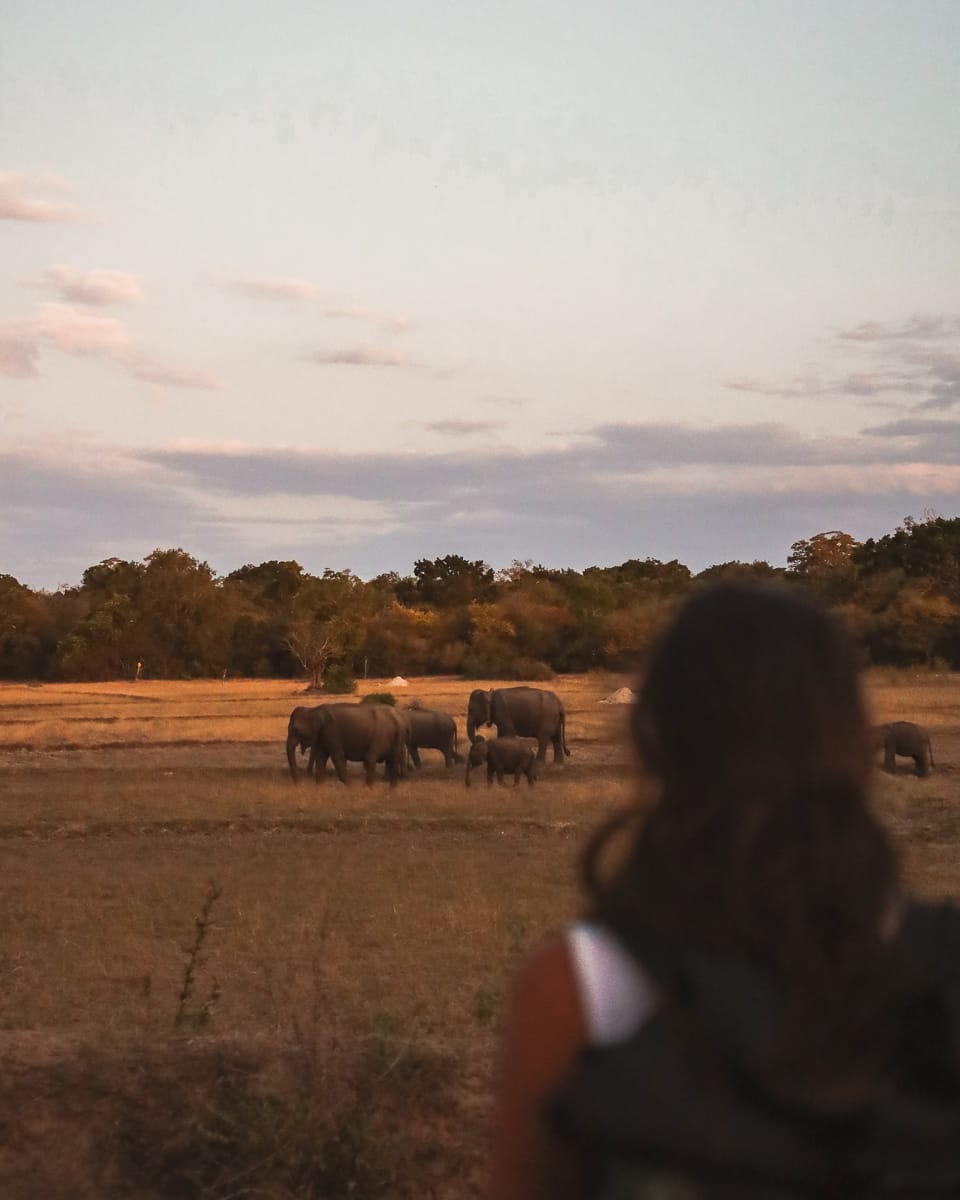 Arugam Bay - Sehenswürdigkeiten & Highlights - Wilde Elefanten Arugam Bay - Sehenswürdigkeiten & Highlights - Wilde Elefanten
