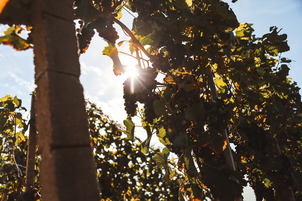 Baden-Württemberg: Weinberge bei Durbach