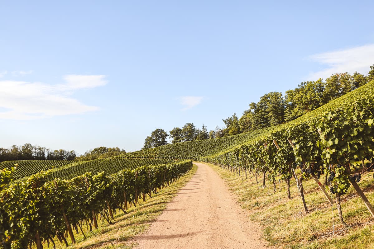 Baden-Württemberg: Wandern durch Weinberge bei Durbach