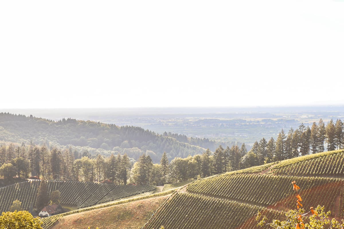Baden-Württemberg: Weinberge bei Durbach