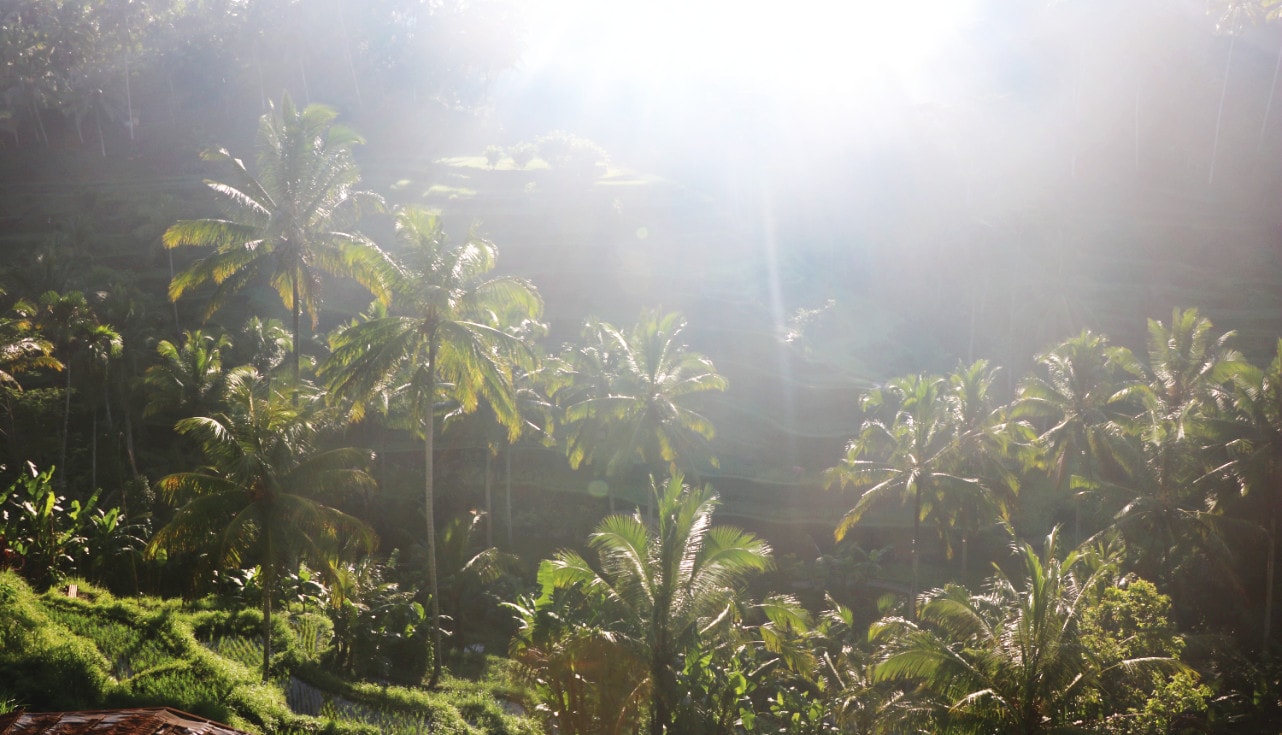 Reisterrassen in Ubud