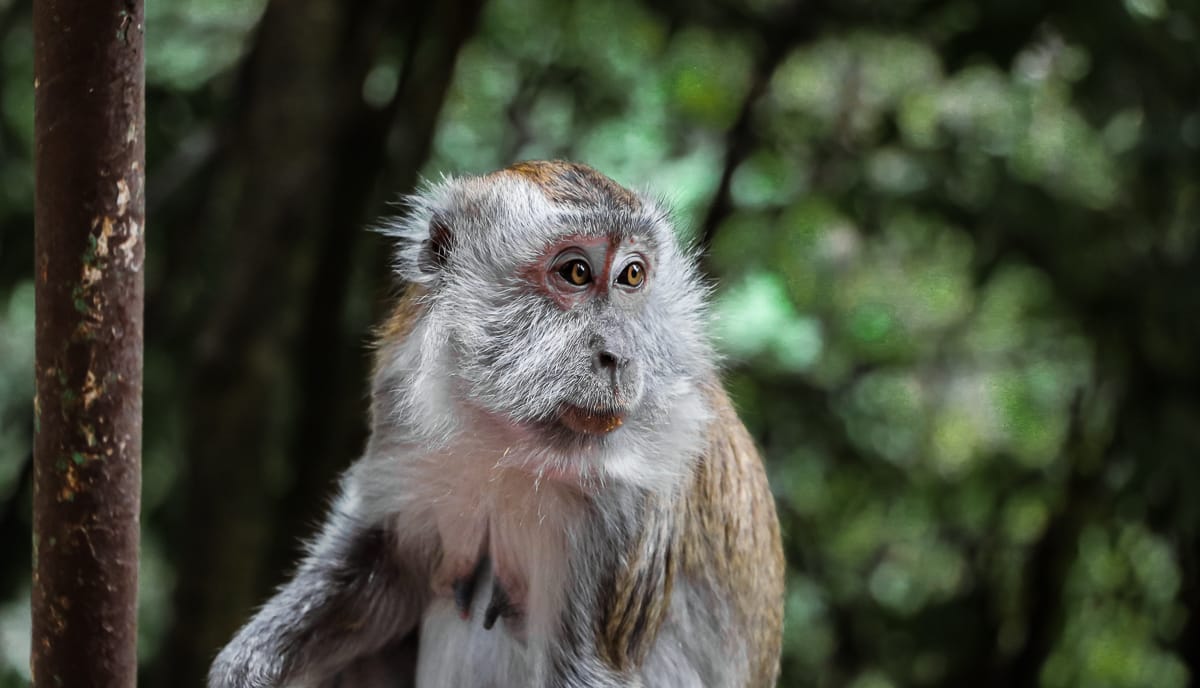 Batu Caves - Affen