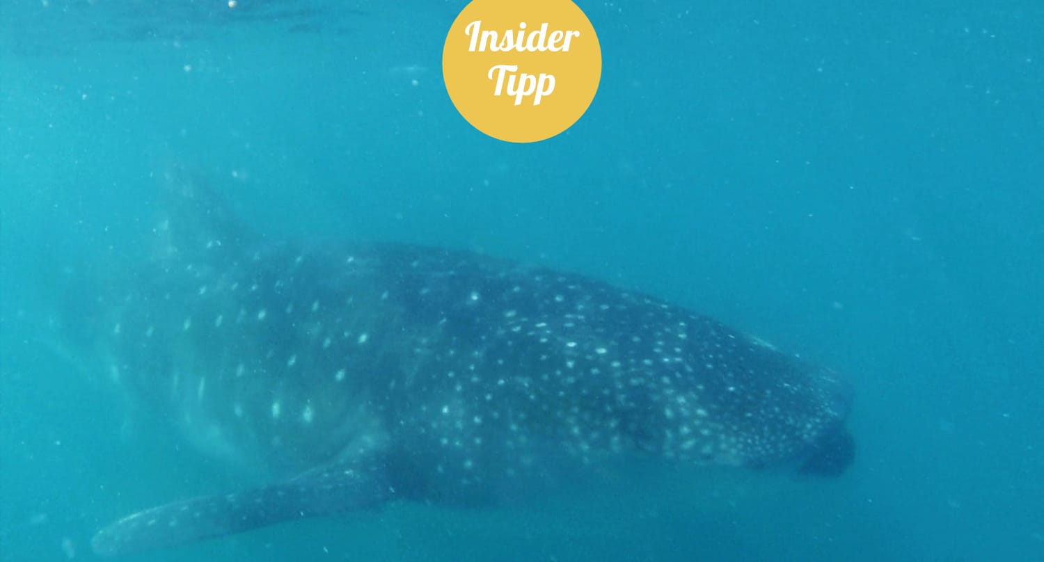 Insidertipp Belize - Schwimmen mit Walhaien