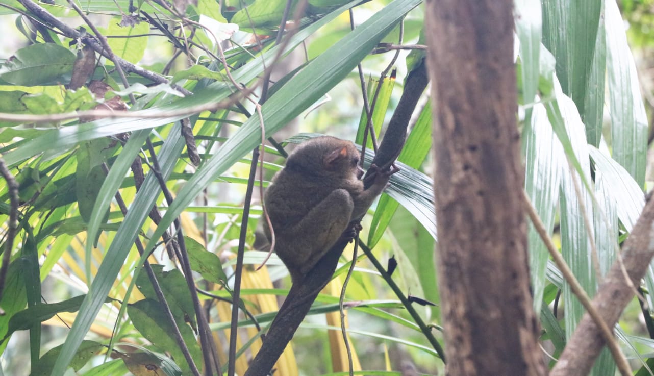 Reisetipp Bohol: Tarsiere