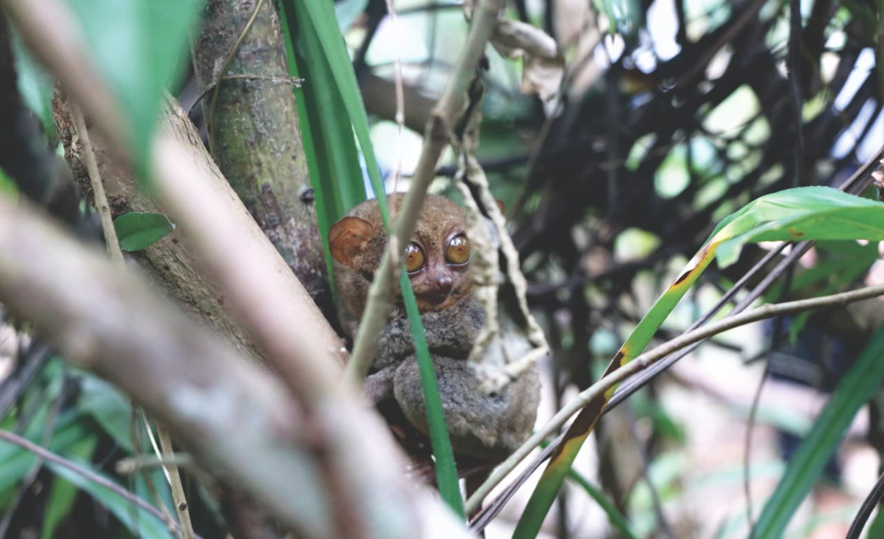 Tarsier auf Bohol