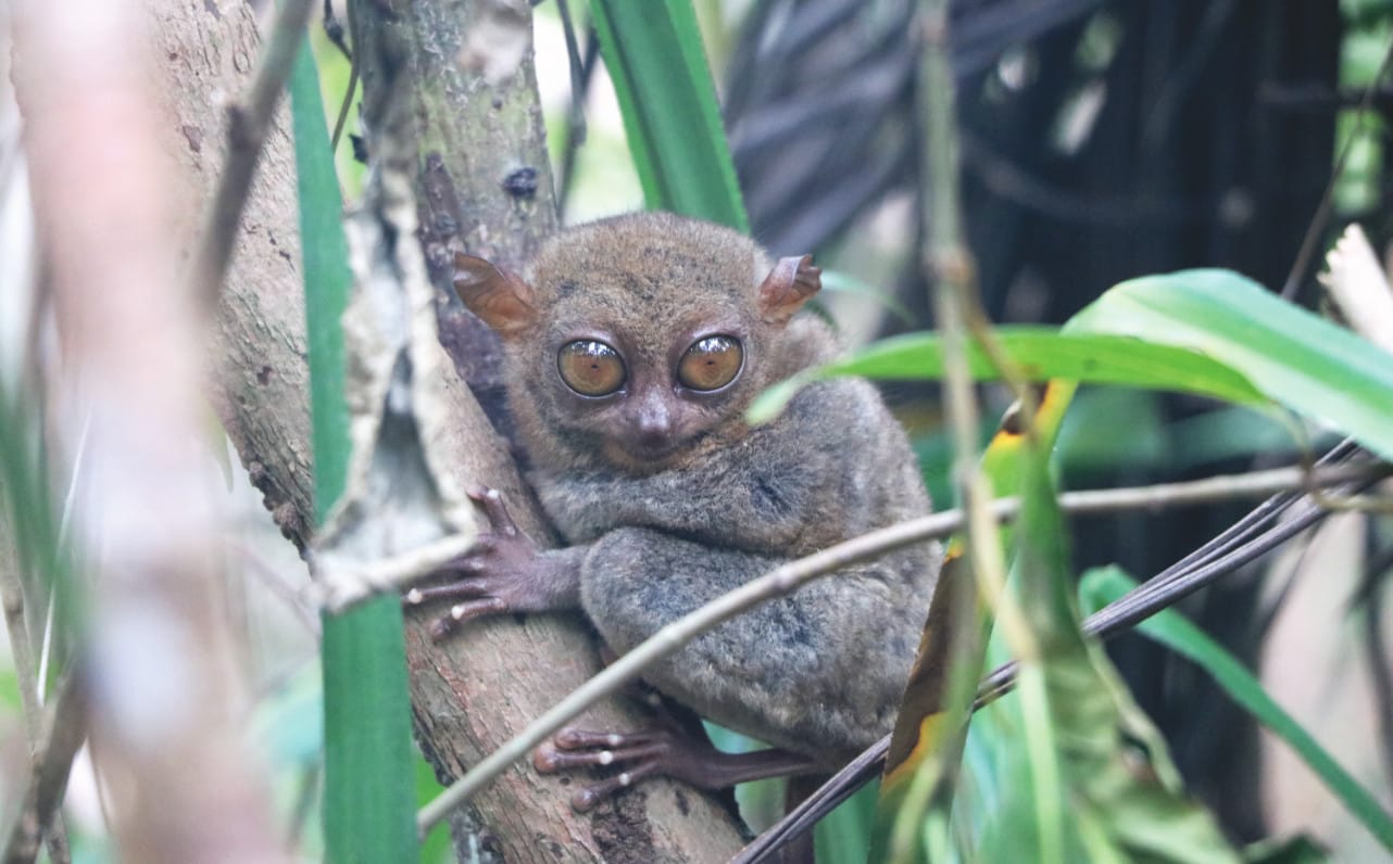 Reisebericht: Tarsiere auf Bohol