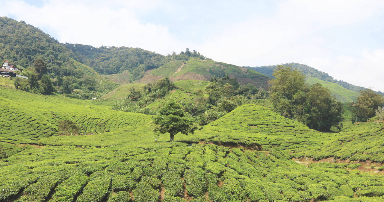 Cameron Highlands in Malaysia
