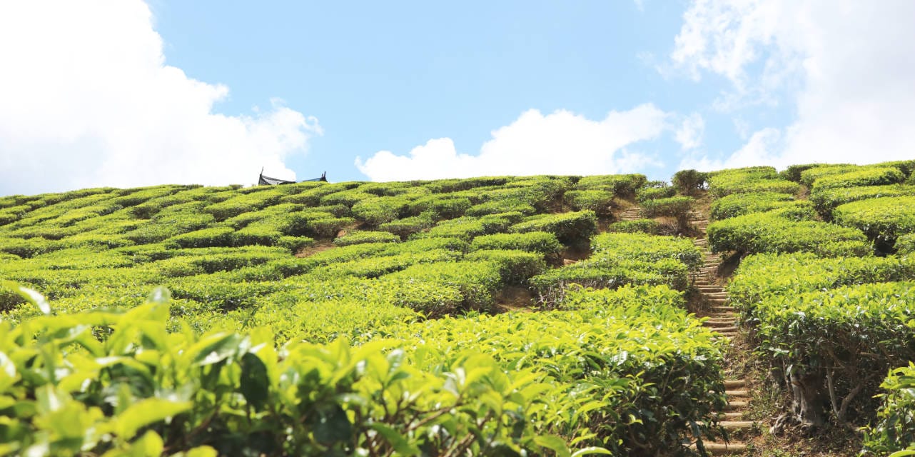 Teeplantage in den Cameron Highlands