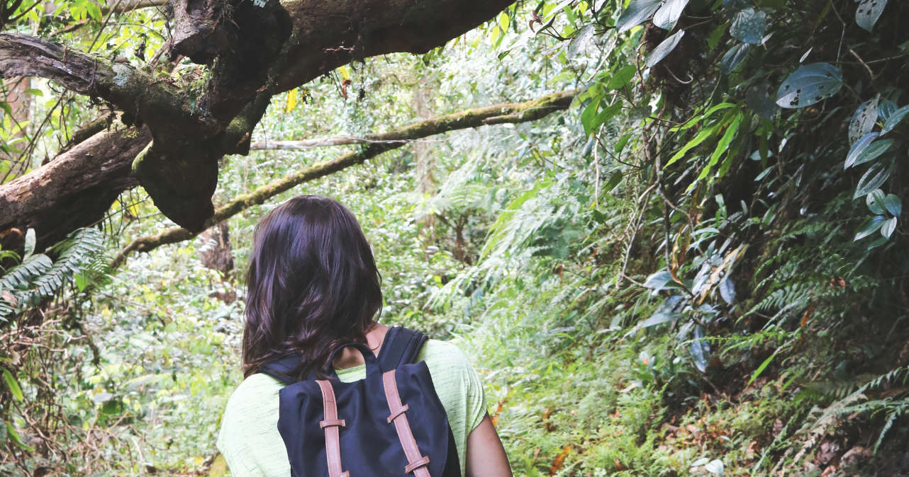 Trail in den Cameron Highlands