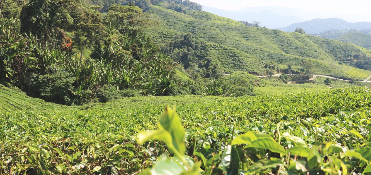 Reisebericht: BOH Teeplantage Cameron Highlands in Malaysia