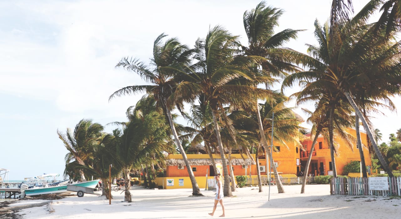 Palmen am Strand von Caye Caulker