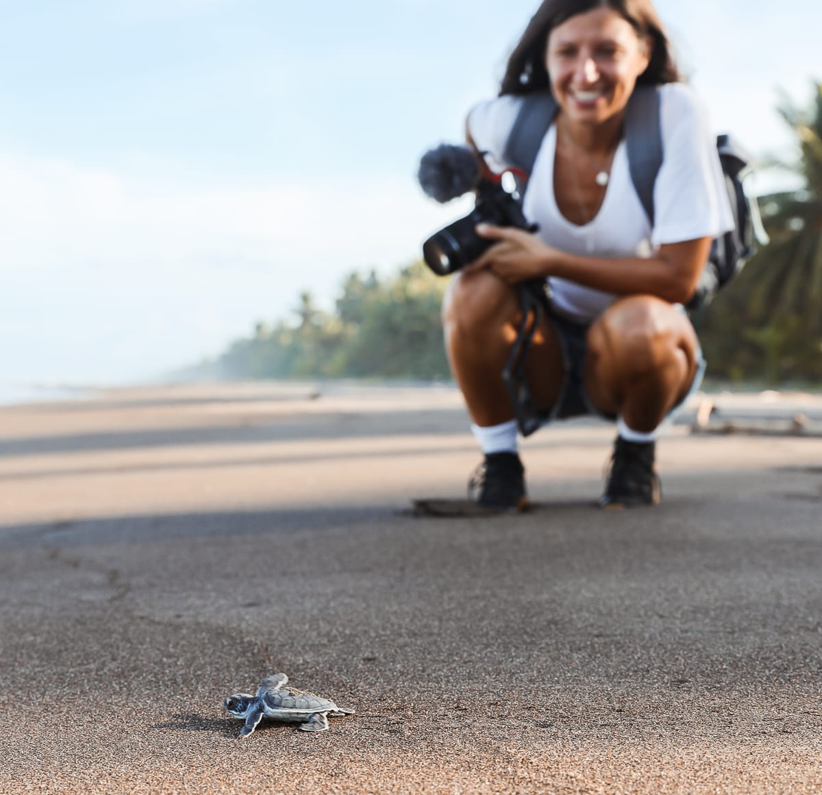 Costa Rica - Beste Reisezeit - Tierbeobachtung - Schildkröten