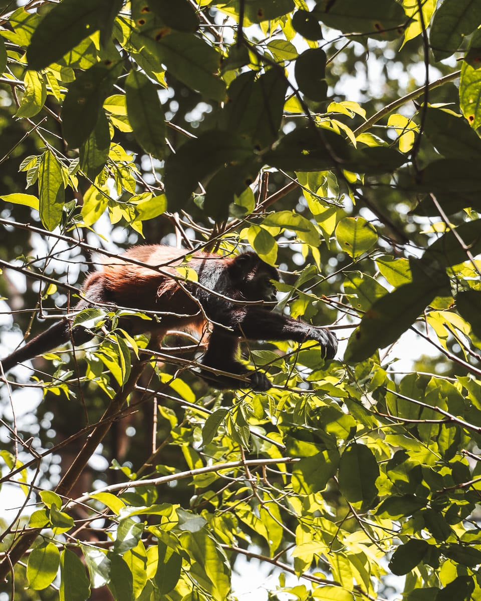 Costa Rica - Sehenswürdigkeiten & Highlights - Cahuita Nationalpark
